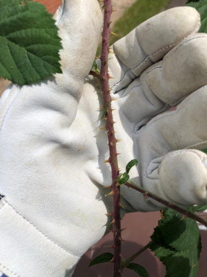 Thorn-proof Goatskin Leather Gloves - Image 3